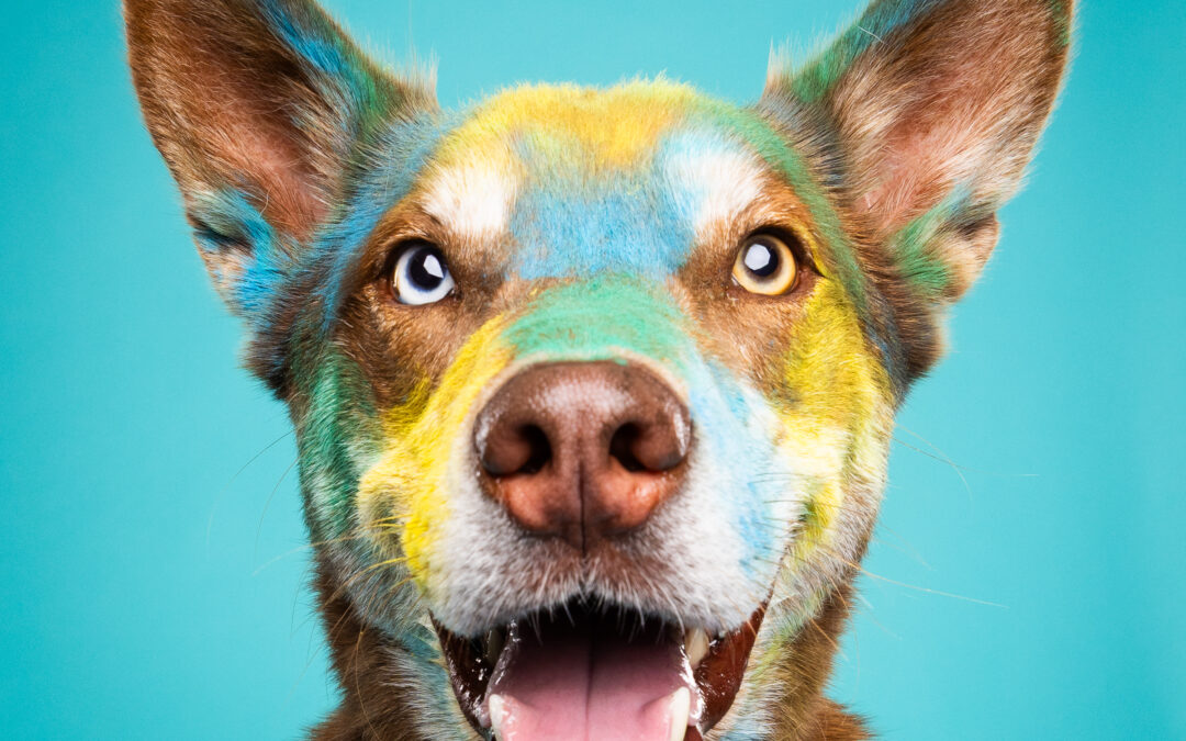 Bringing Color to Life: Powder Sessions