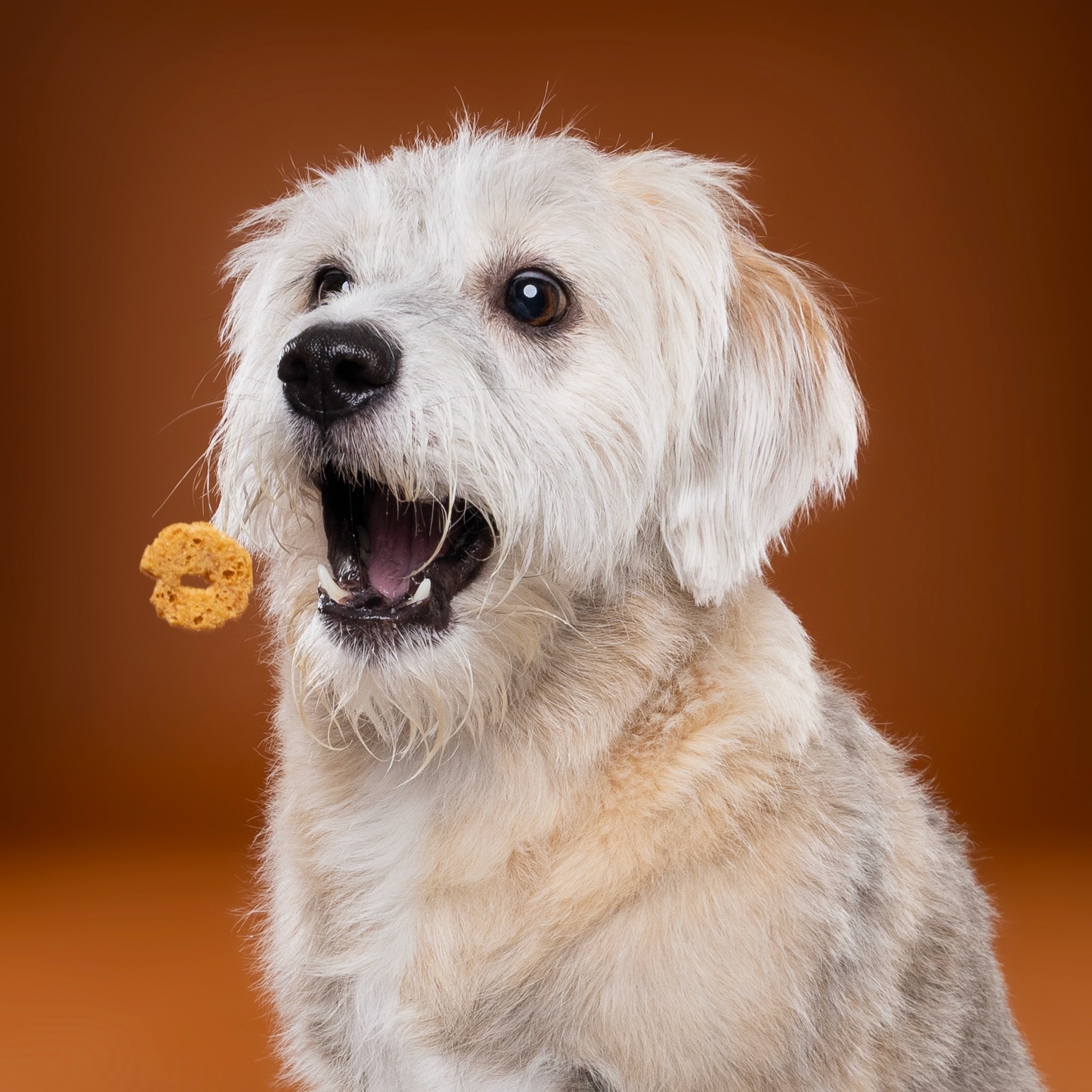 Milou FINALS-10